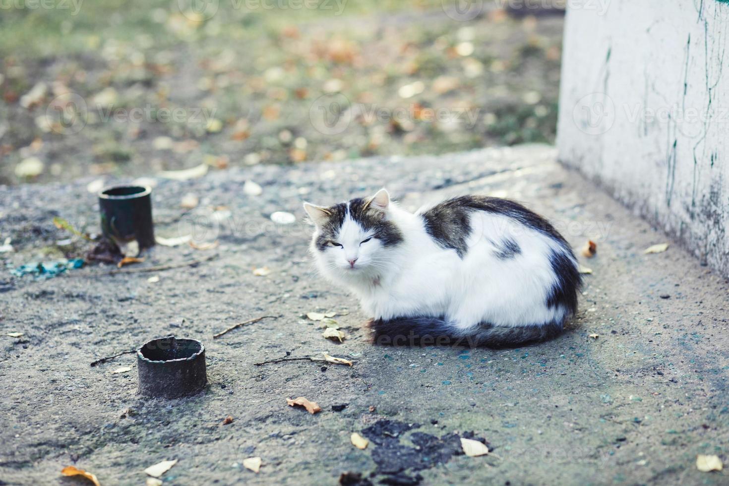 söt sovande kattunge foto