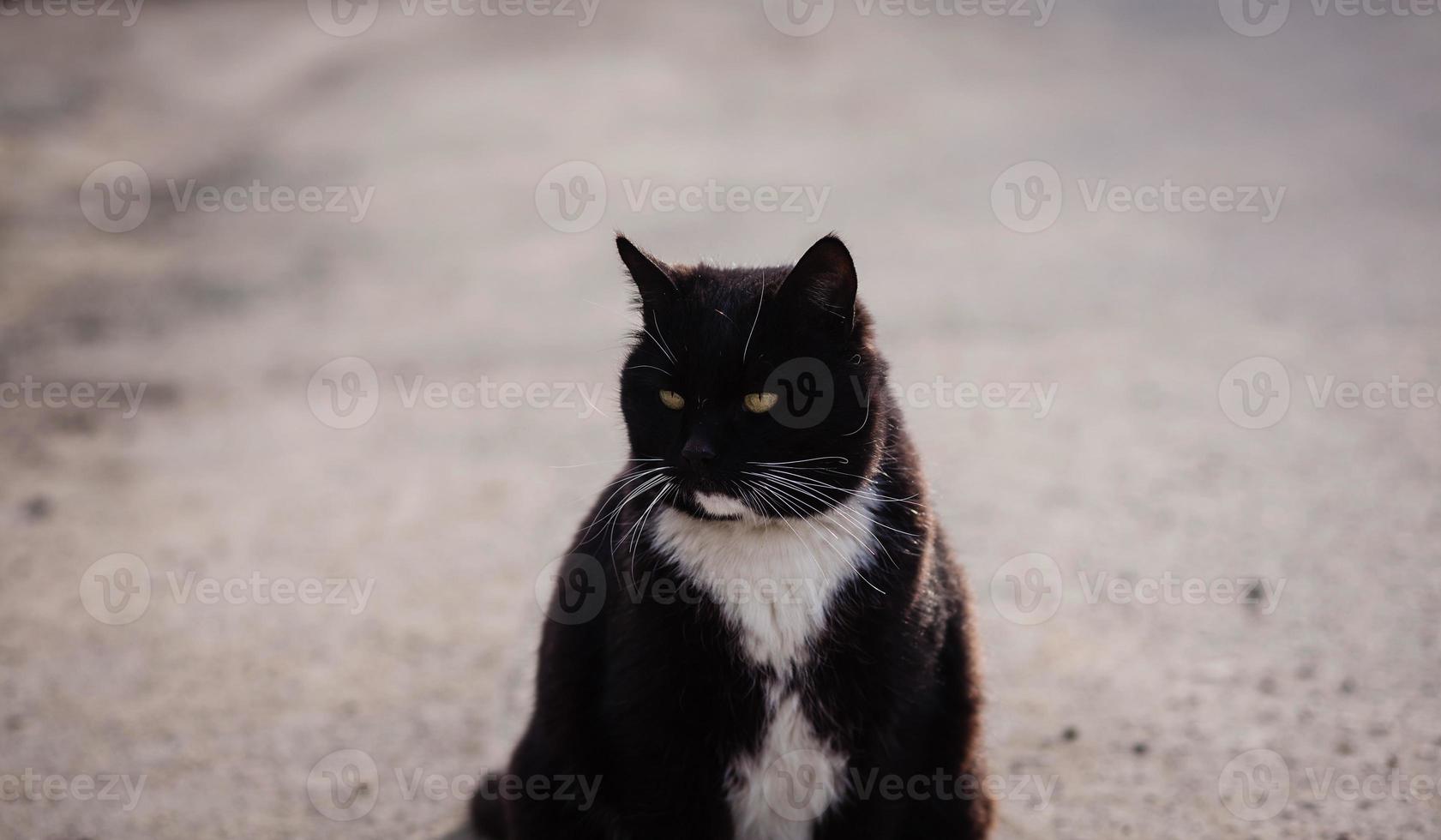 stor svart katt på gatan foto