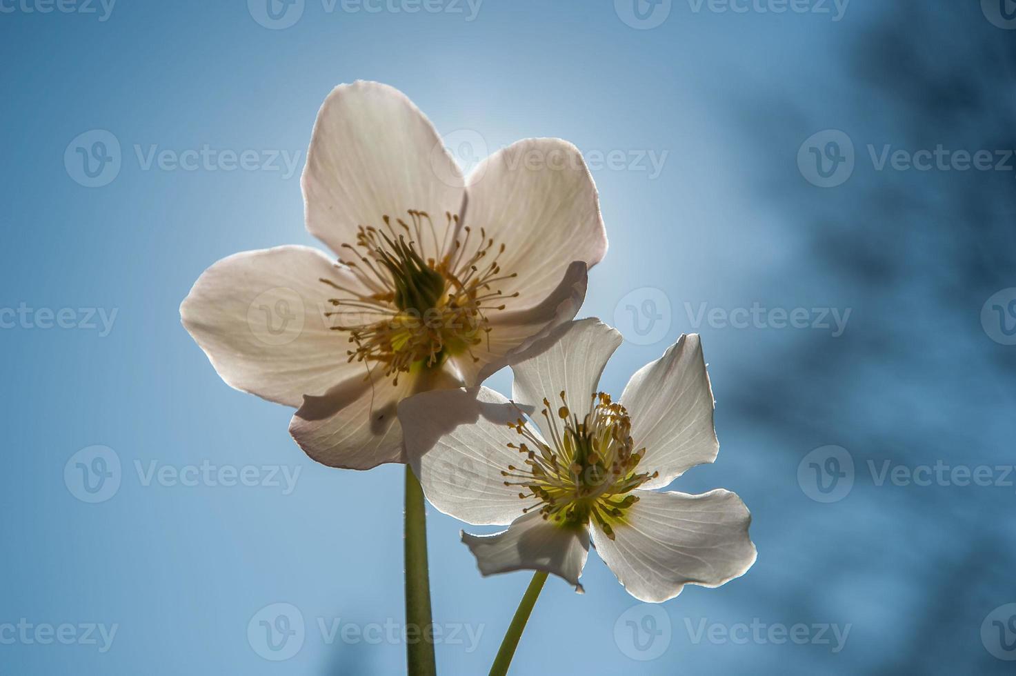 vit blomma snödroppe foto