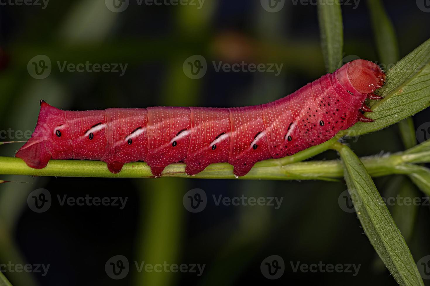 catterpillar av banded sfinxmal foto