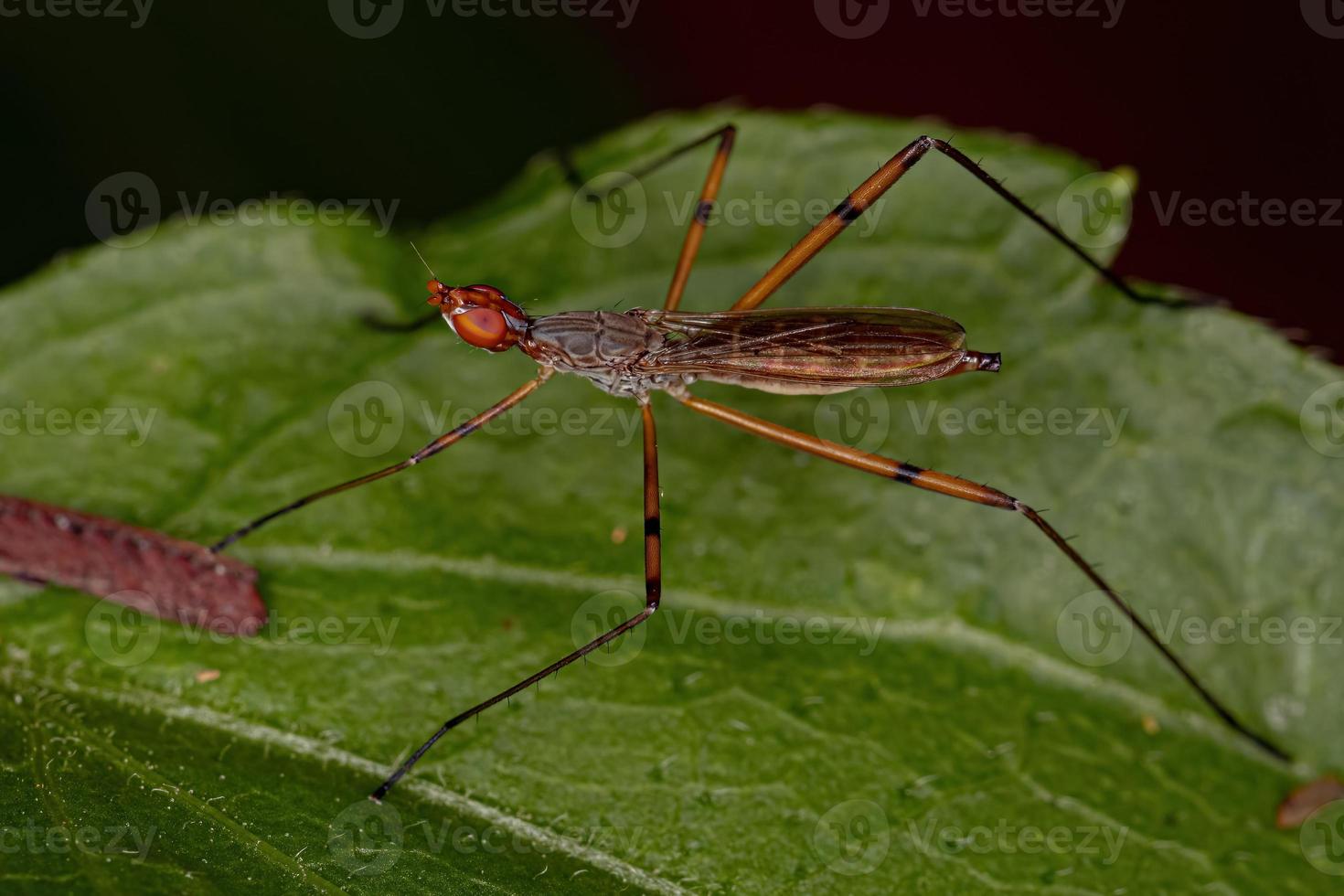 vuxen stilt-legged fluga foto