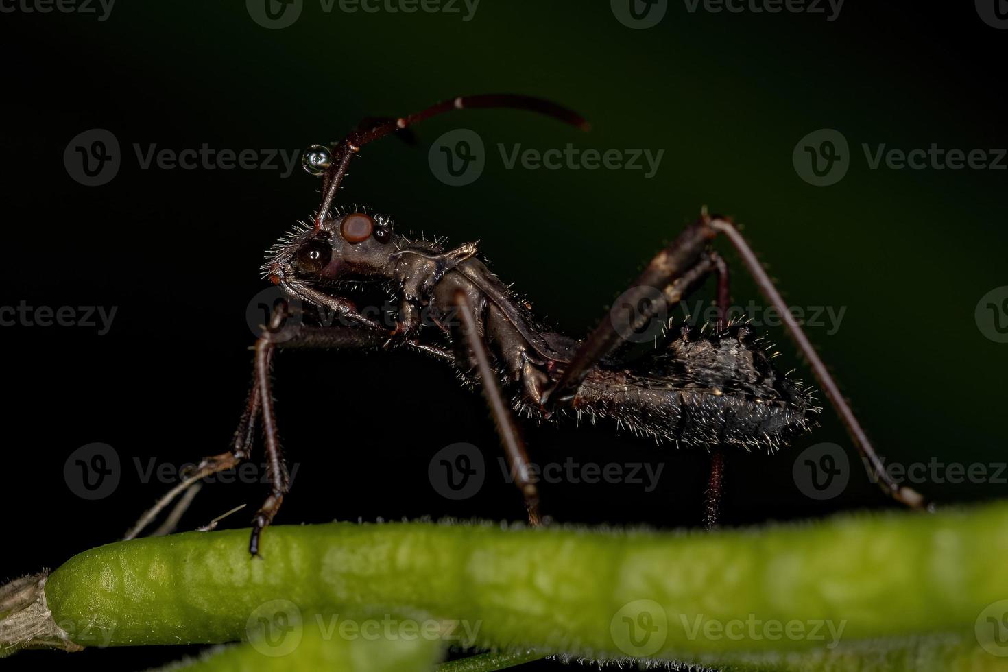 bredhövdad insektsnymf foto