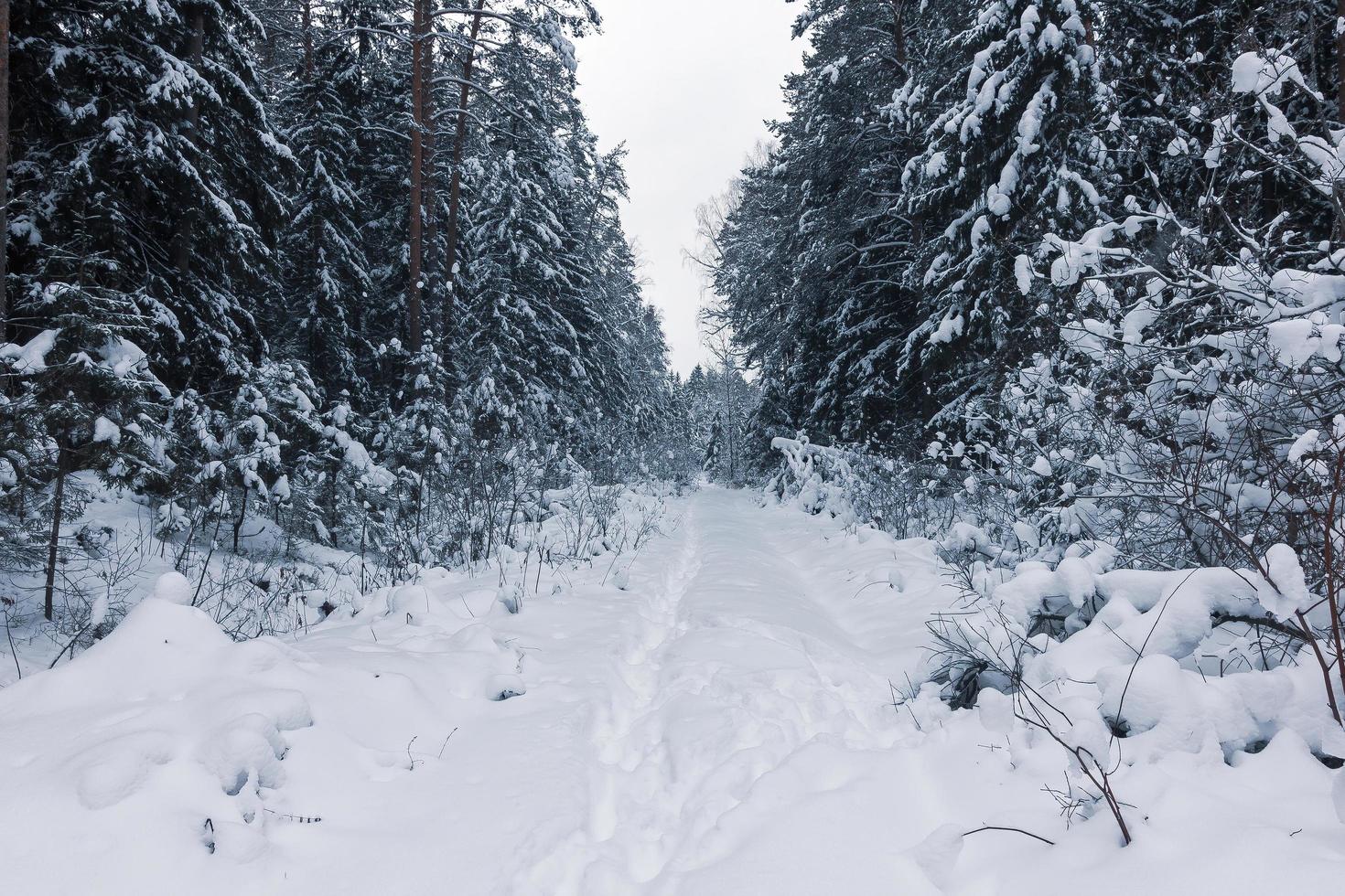 en snötäckt stig i skogen foto