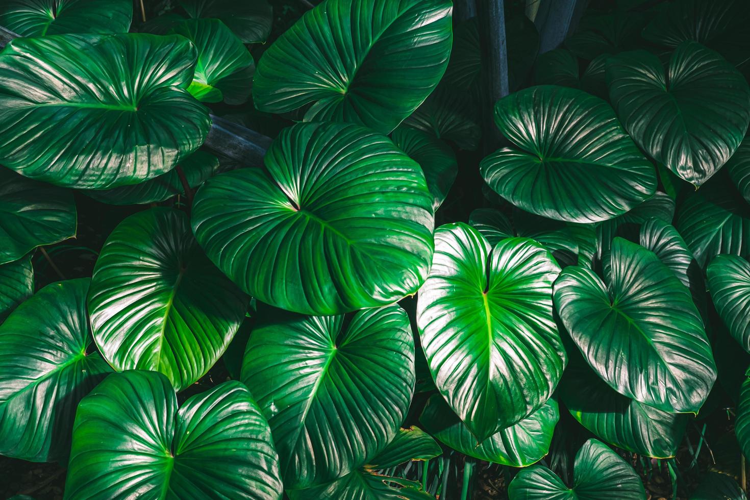kung av hjärtat homalomena rubescens roxb gröna blad tropisk växt natur bakgrund foto
