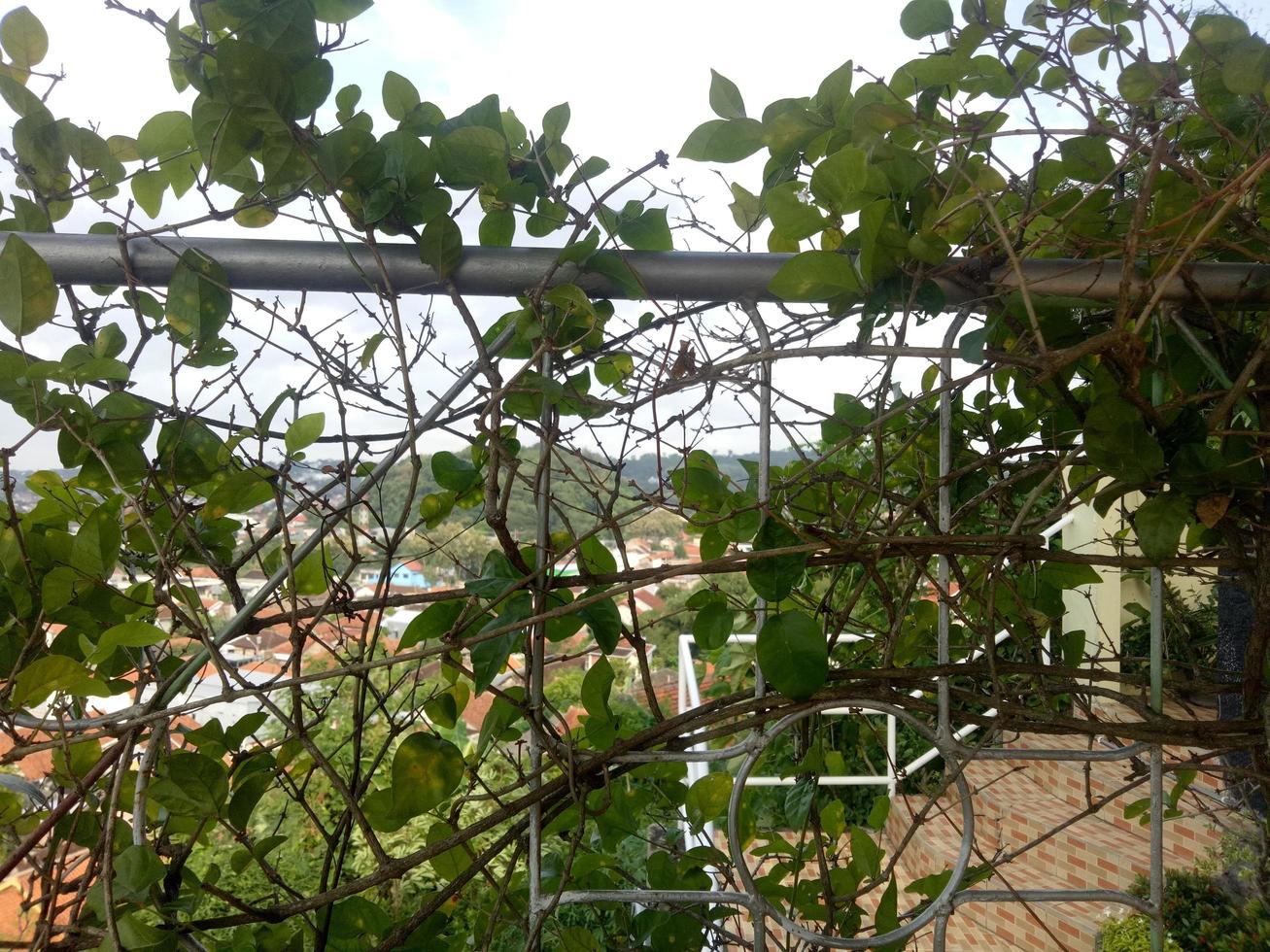 jasminplanta vinstockar på staketet foto