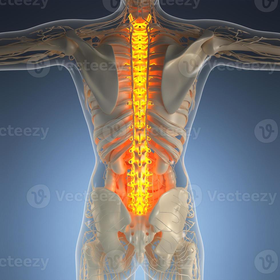vetenskap anatomi av människokroppen i röntgen med glöd tillbaka ben foto