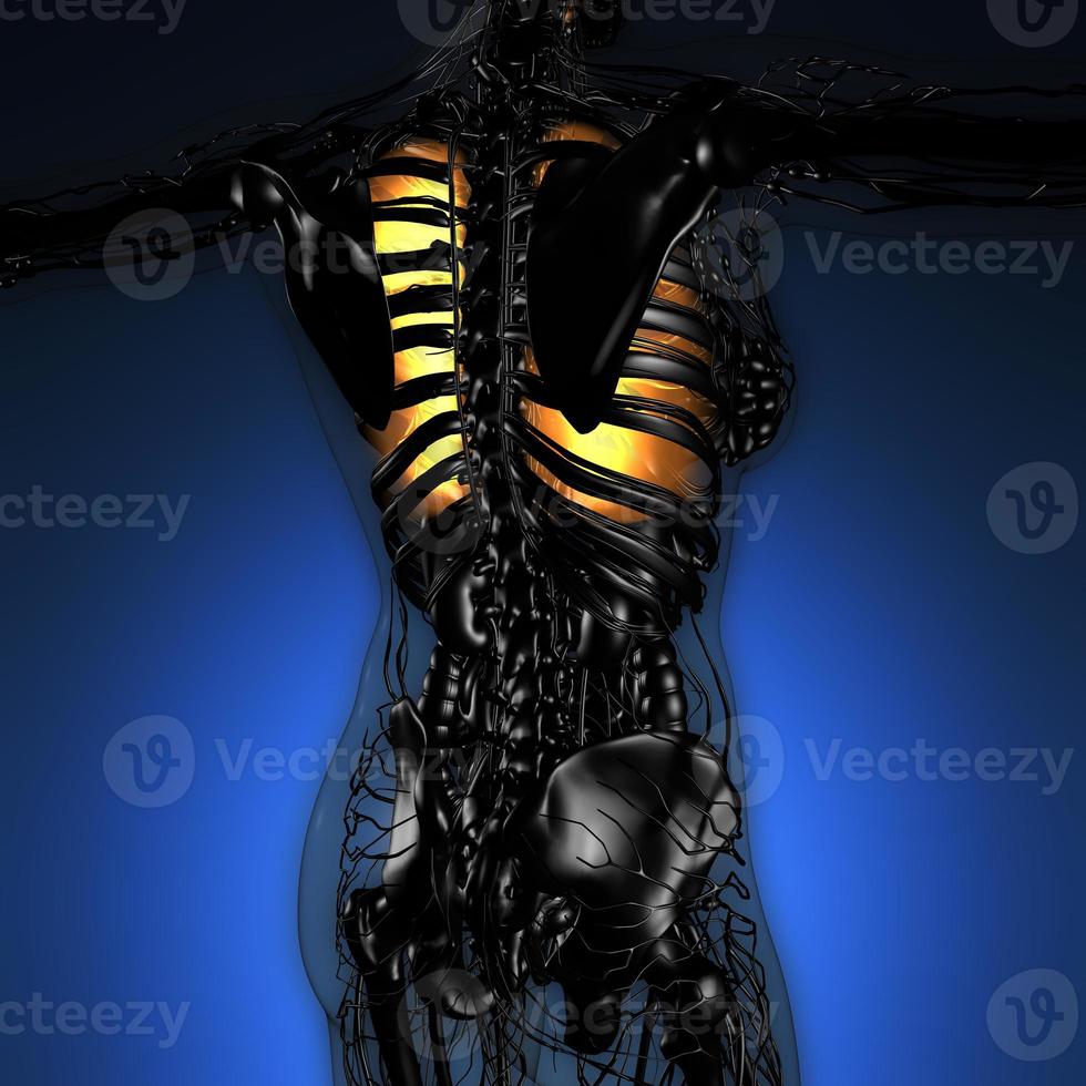 vetenskap anatomi av kvinna kropp med glöd lungor foto