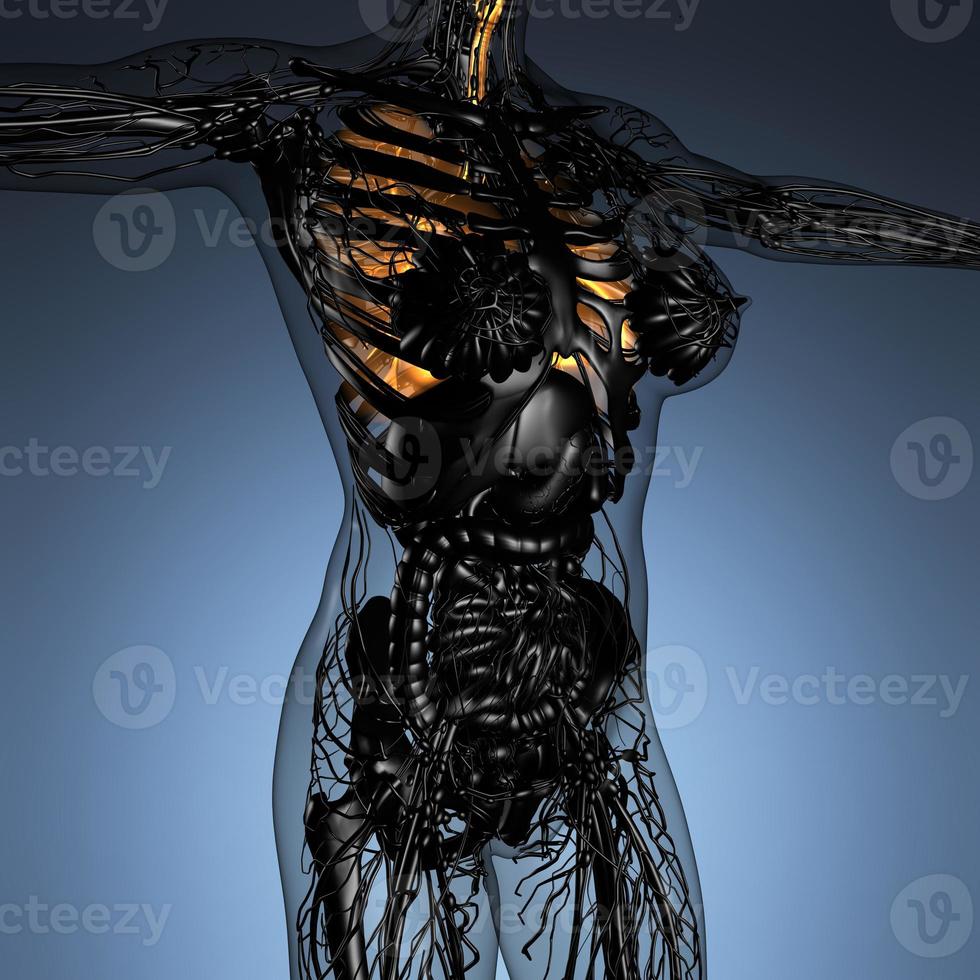 vetenskap anatomi av kvinna kropp med glöd lungor foto