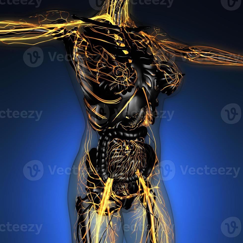 vetenskap anatomi av människokroppen i röntgen med glödande blodkärl foto