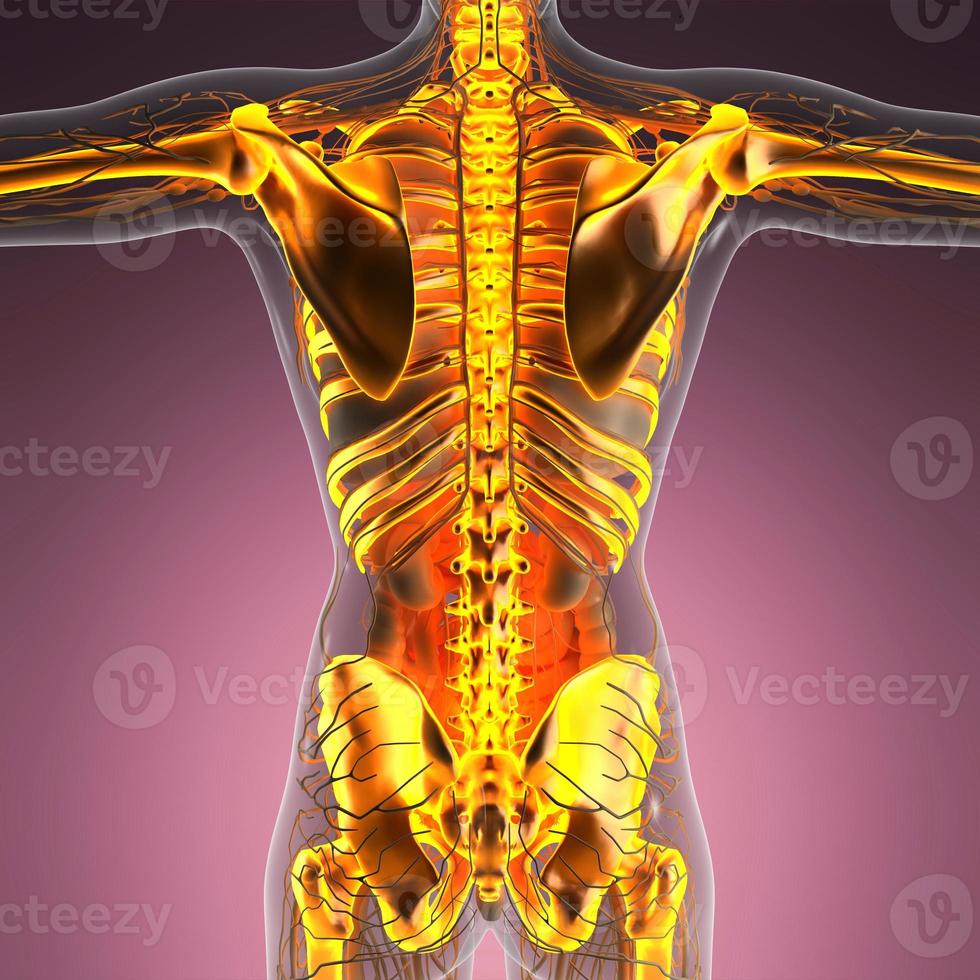vetenskap anatomi av människokroppen i röntgen med glöd skelett ben foto