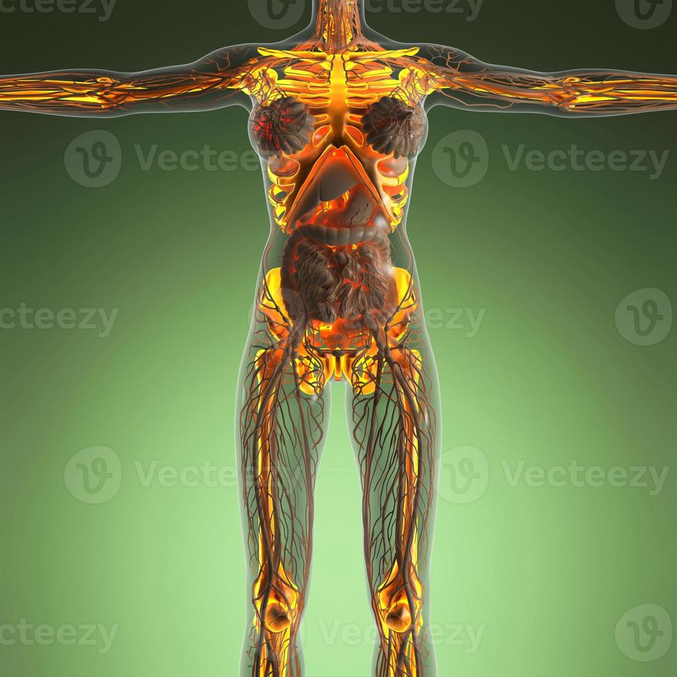 vetenskap anatomi av människokroppen i röntgen med glöd skelett ben foto