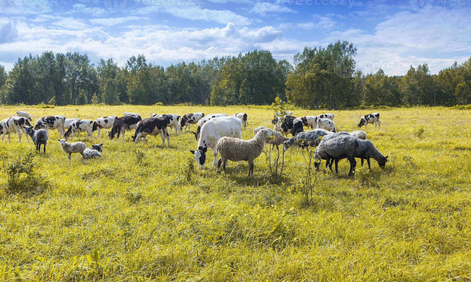 flocken av får och kor som betar på grönt och gult gräs i en solig dag foto