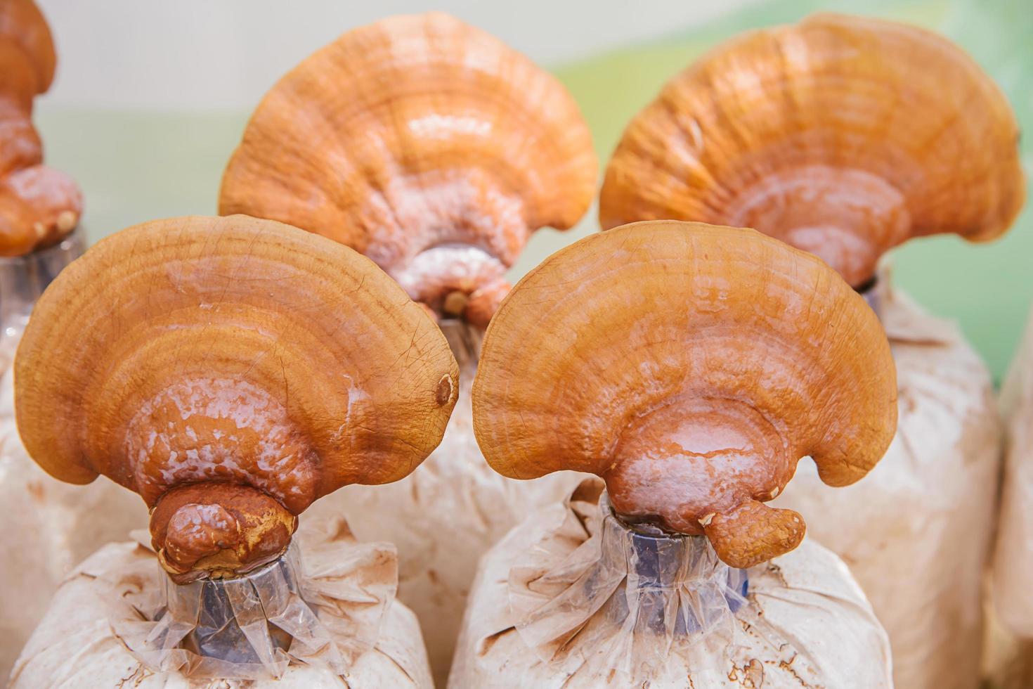 lingzhi - ganoderma lucidum foto