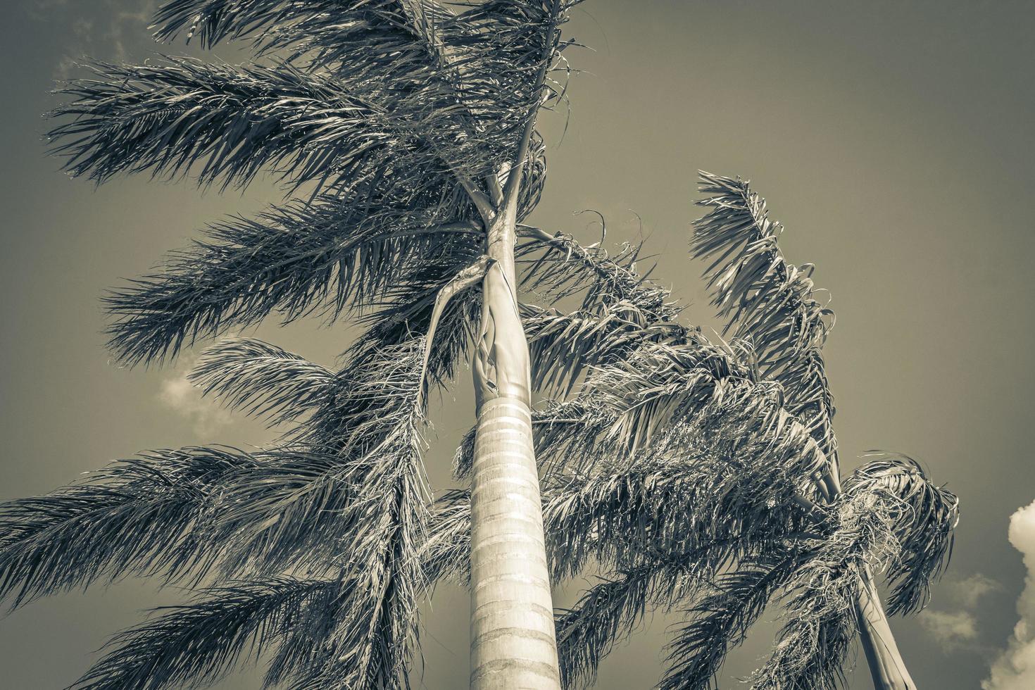 tropiska palmer med blå himmel bakgrund puerto aventuras mexico. foto