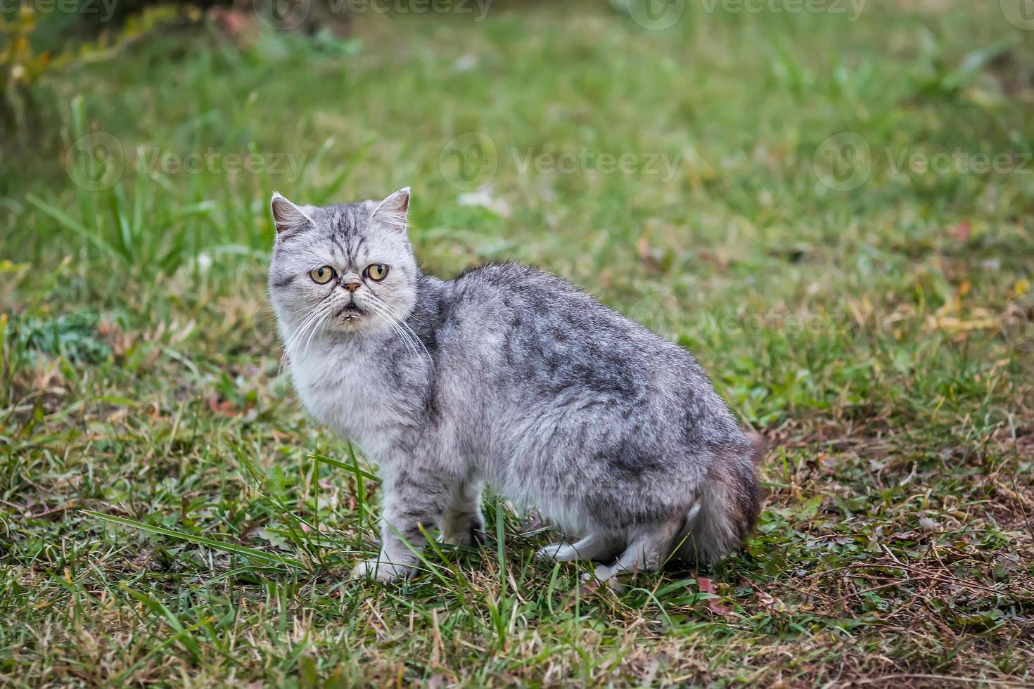 exotisk korthårig katt som går foto