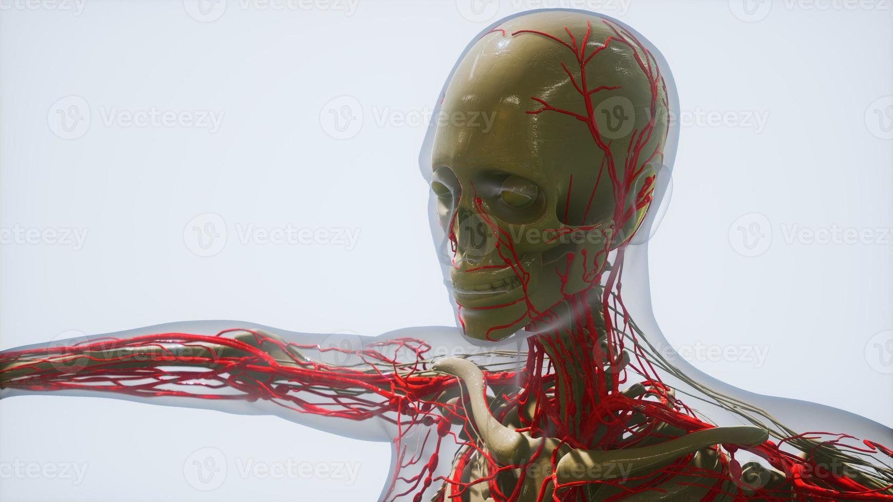vetenskapens anatomi av mänskliga blodkärl foto