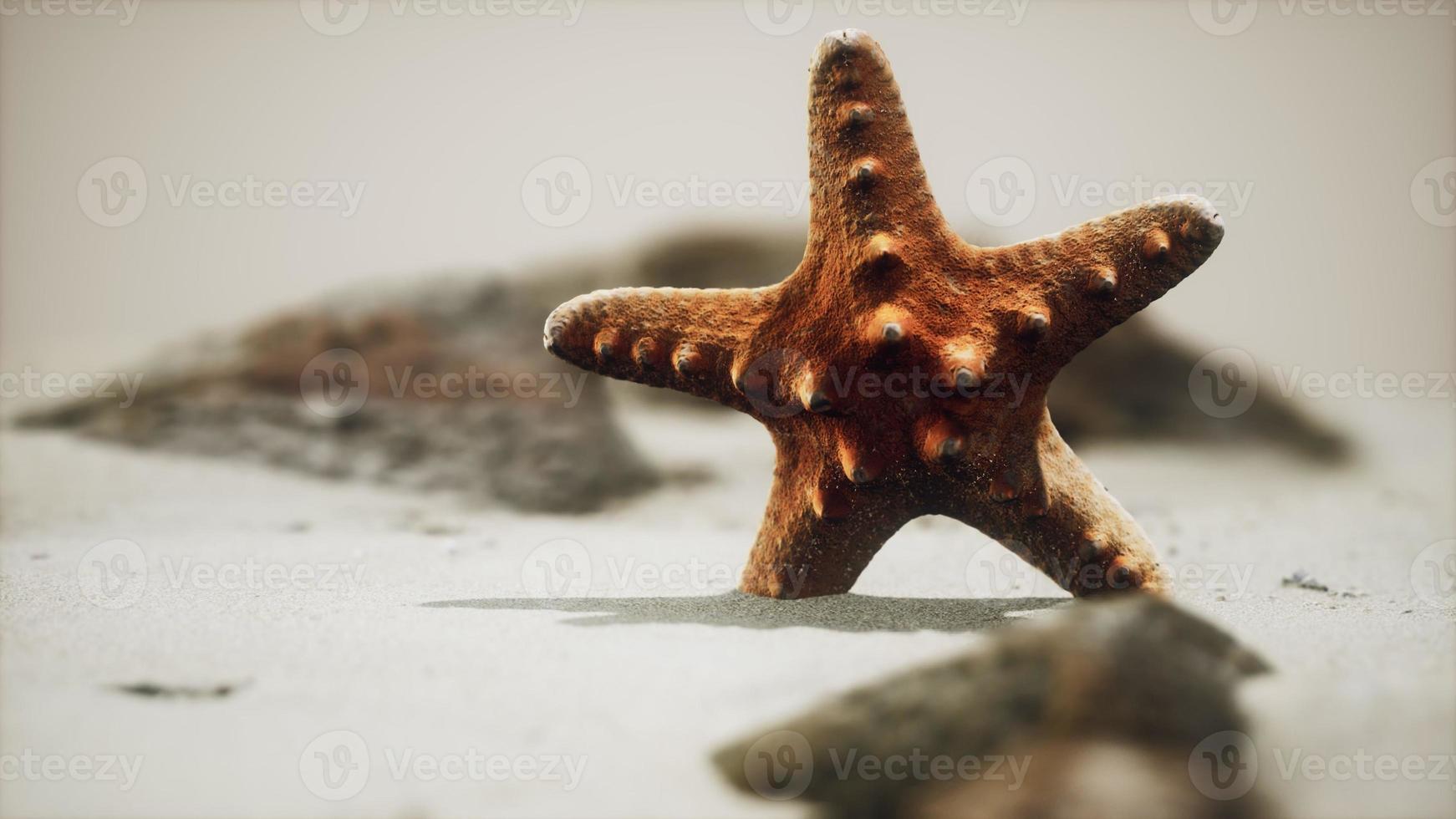 röd sjöstjärna på havsstranden med gyllene sand foto