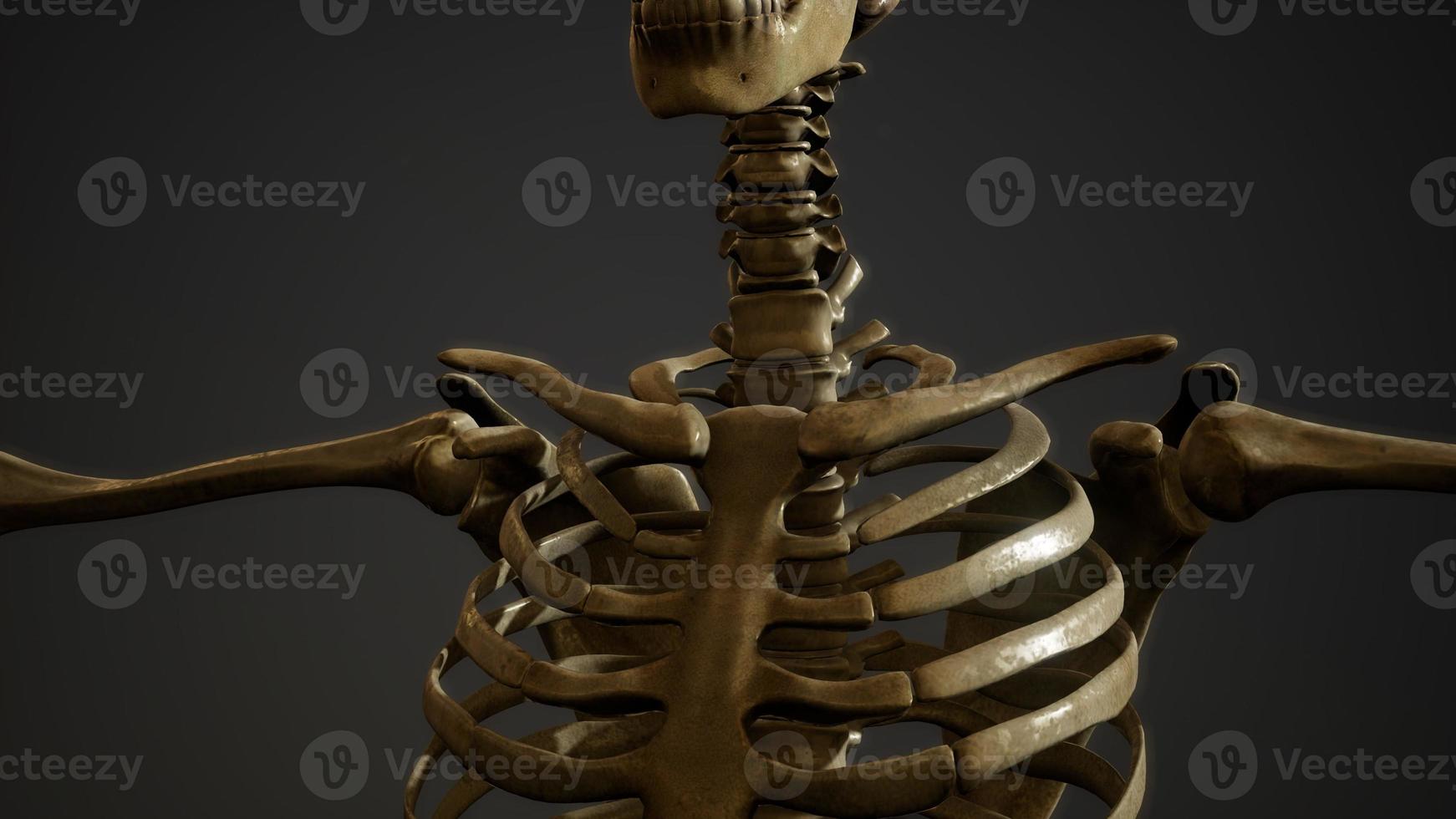 ben av det mänskliga skelettet foto