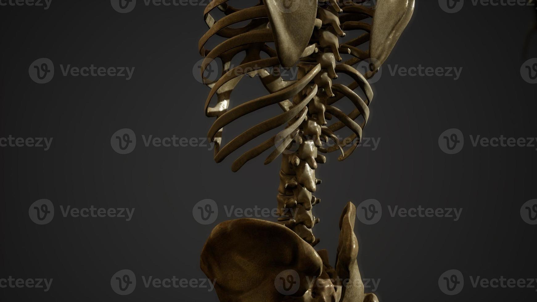 ben av det mänskliga skelettet foto