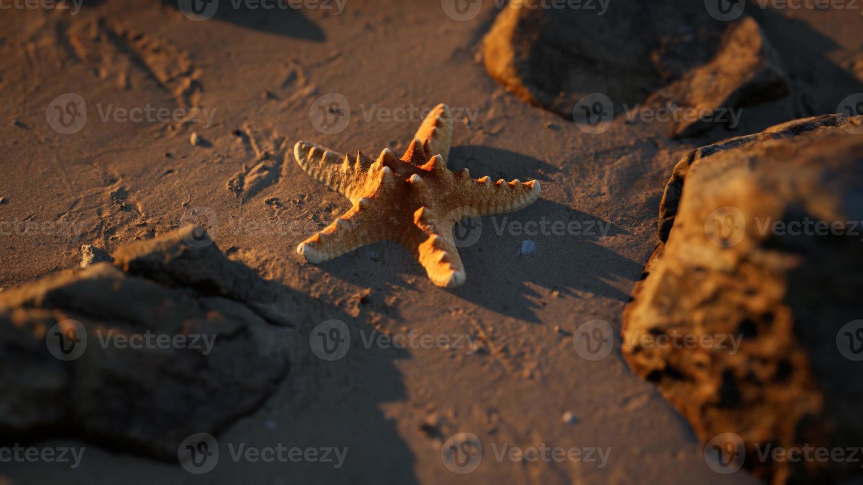 sjöstjärna på sandstrand vid solnedgången foto