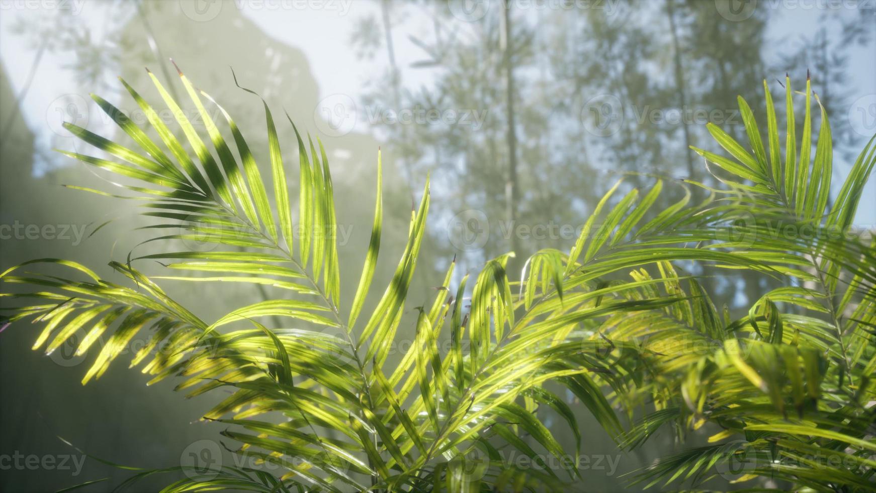 starkt ljus som skiner genom den fuktiga dimmiga dimman och djungellöven foto