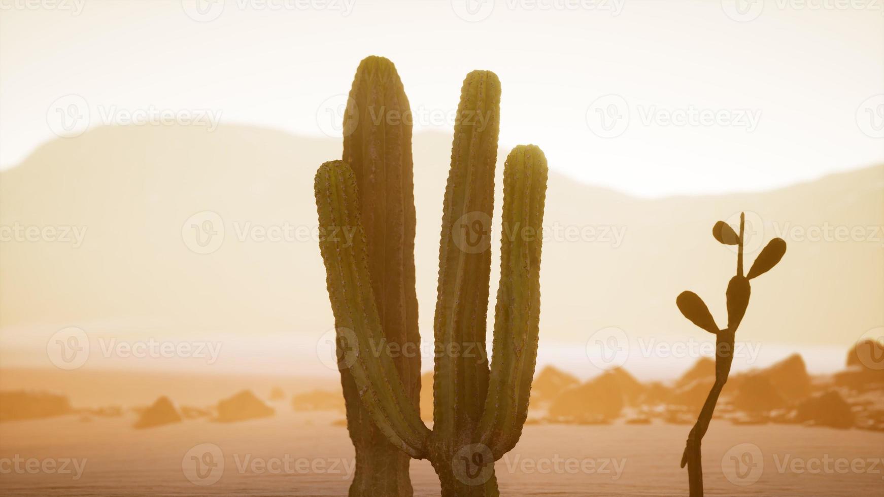 arizona öken solnedgång med jätte saguaro kaktus foto