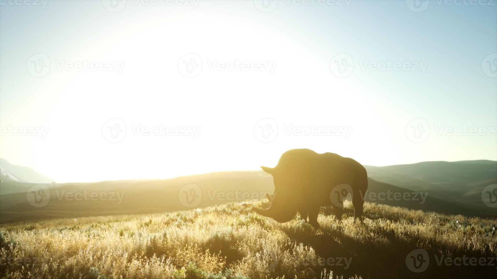 noshörning som står i öppet område under solnedgången foto