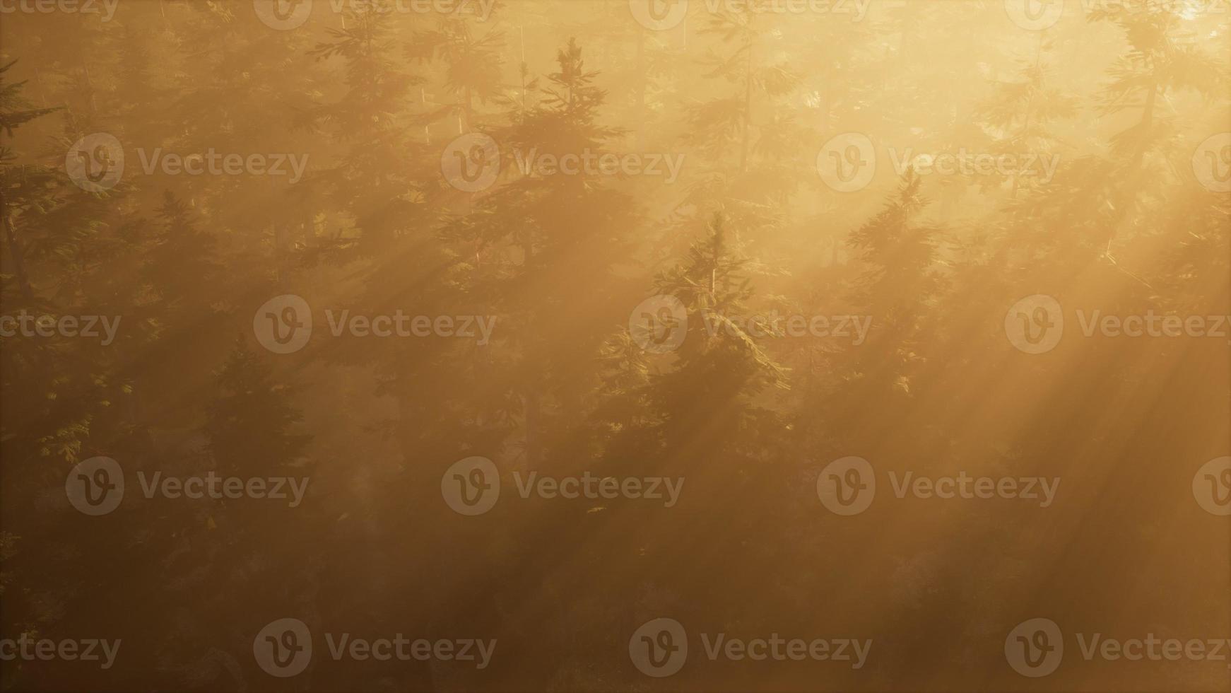 antenn solstrålar i skogen med dimma foto