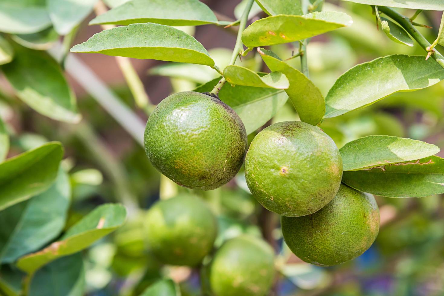 gröna citroner på trädet foto