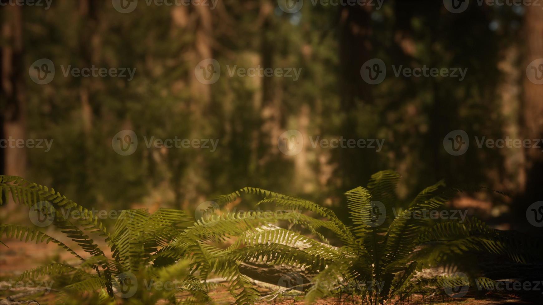 tidigt på morgonen solljus i sequoias av mariposa grove foto