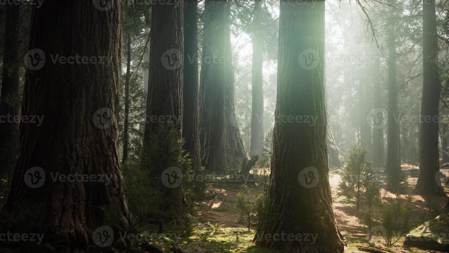 soluppgång i sequoias, allmän grant grove, sequoia nationalpark foto