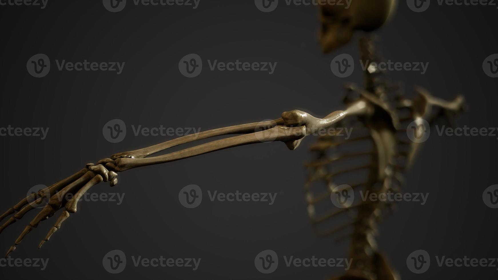 ben av det mänskliga skelettet foto