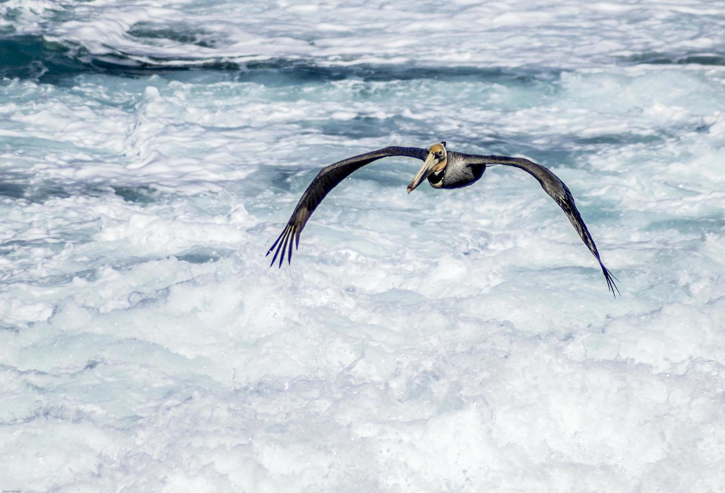pelikan, som en fågel över oroligt vatten, strand, hav foto