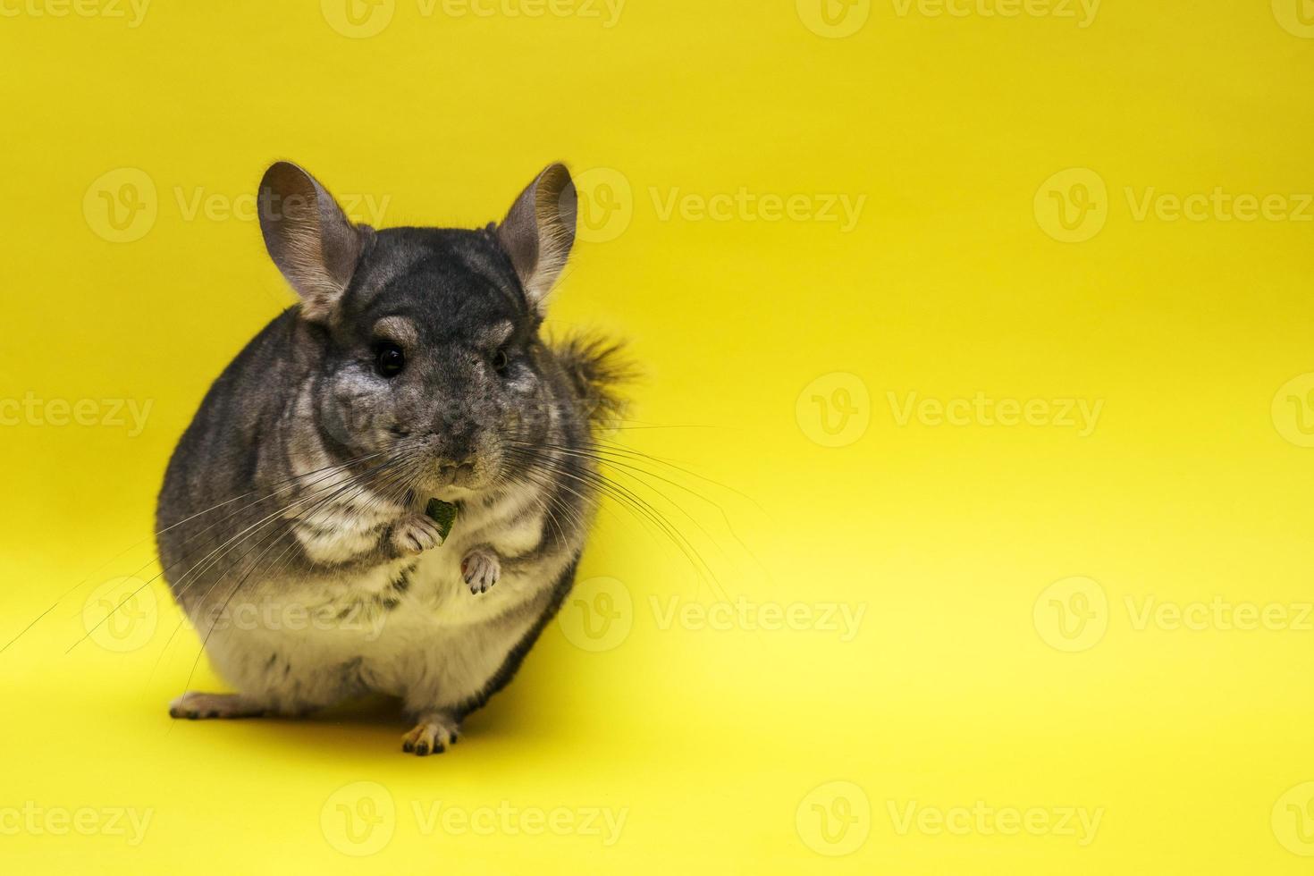 söt chinchilla på gul bakgrund foto