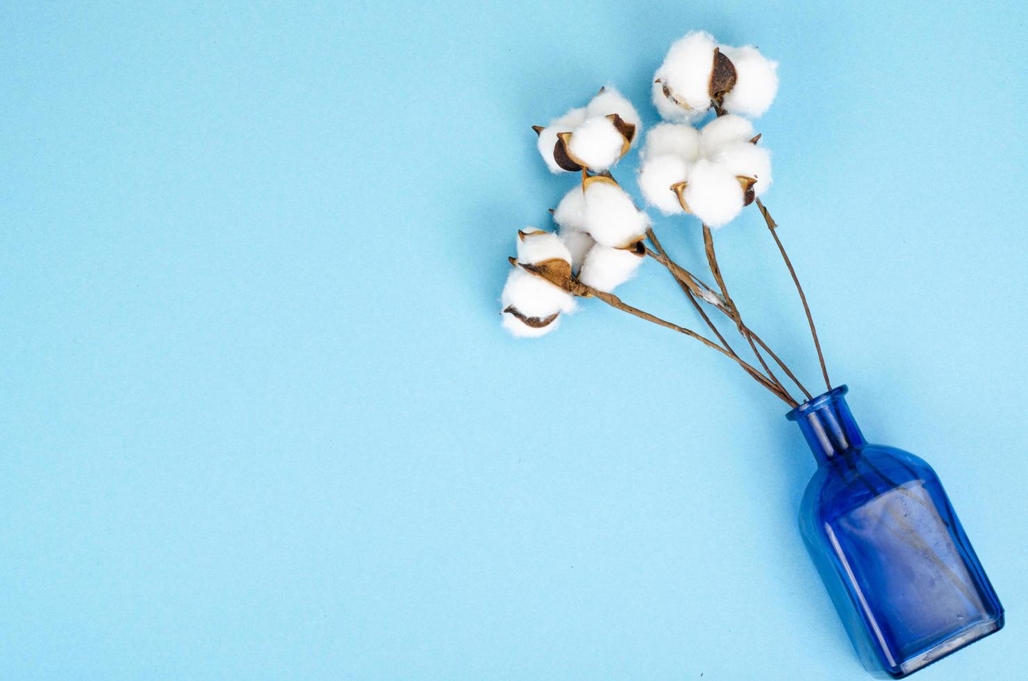 delikata vita fluffiga bomullsblommor på pastellblått papper bakgrund, ovanifrån. naturliga organiska fibrer, råvaror för tillverkning av tyg. studiofoto foto