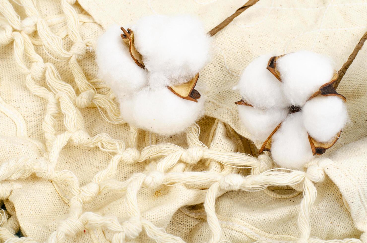 delikata vita fluffiga bomullsblommor på pastellblått papper bakgrund, ovanifrån. naturliga organiska fibrer, råvaror för tillverkning av tyg. studiofoto foto