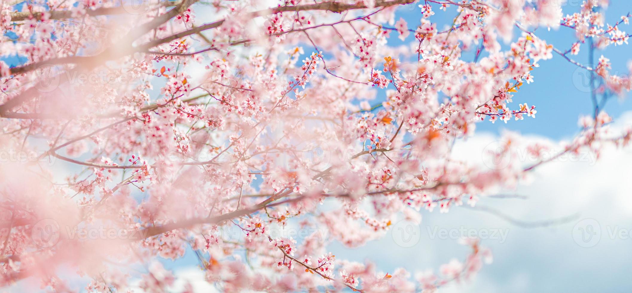 soligt blommande körsbär på suddig kärleksbakgrund på våren på naturen utomhus. rosa sakura blommor, fantastiska färgglada drömmande romantiska konstnärliga bild våren natur, banner design foto