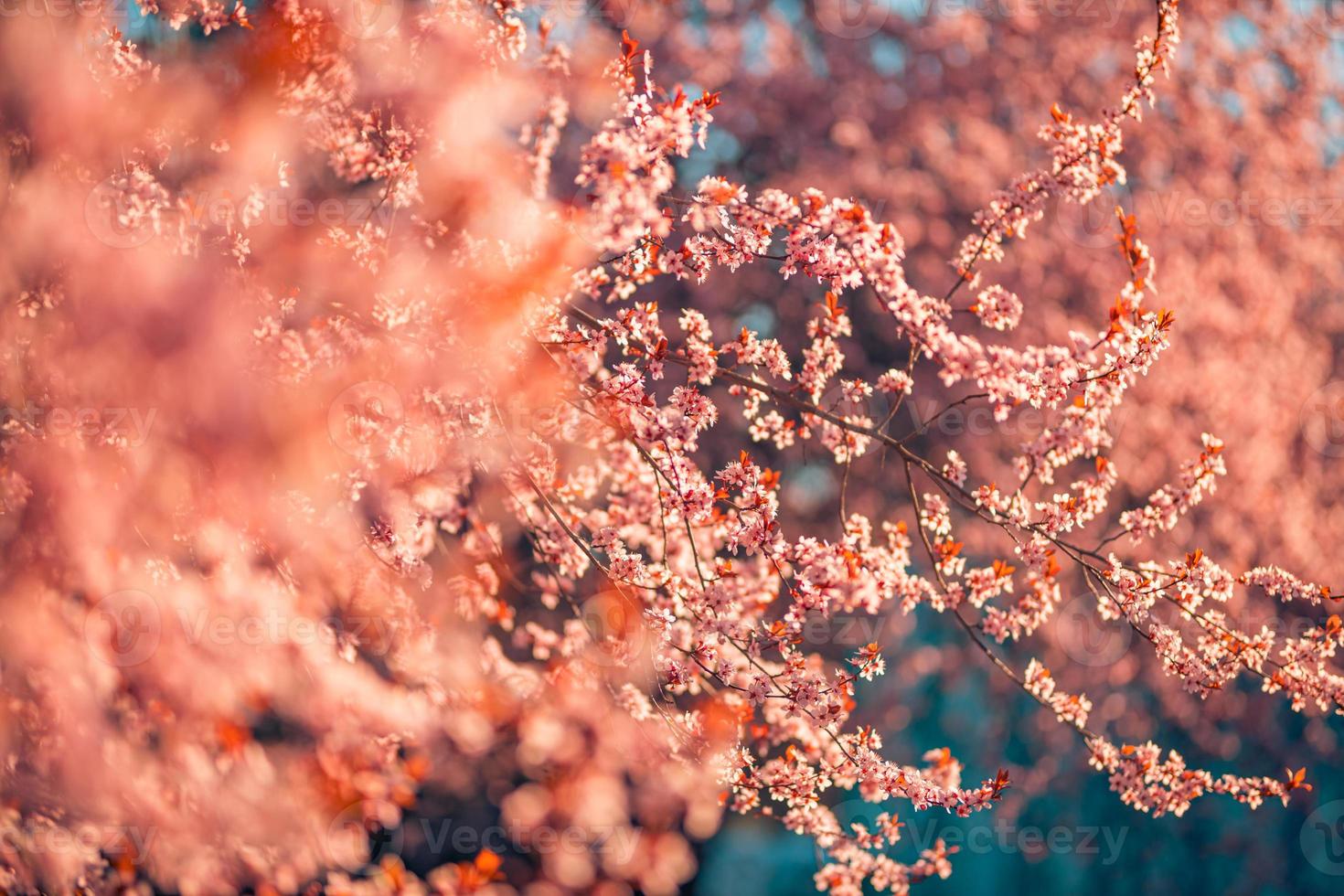 bakgrunder för vårrosa blommor. dröm natur närbild med sakura, körsbärsblom i suddigt bokeh vårlandskap. fredliga pastellfärger, romantiska blommande blommor foto