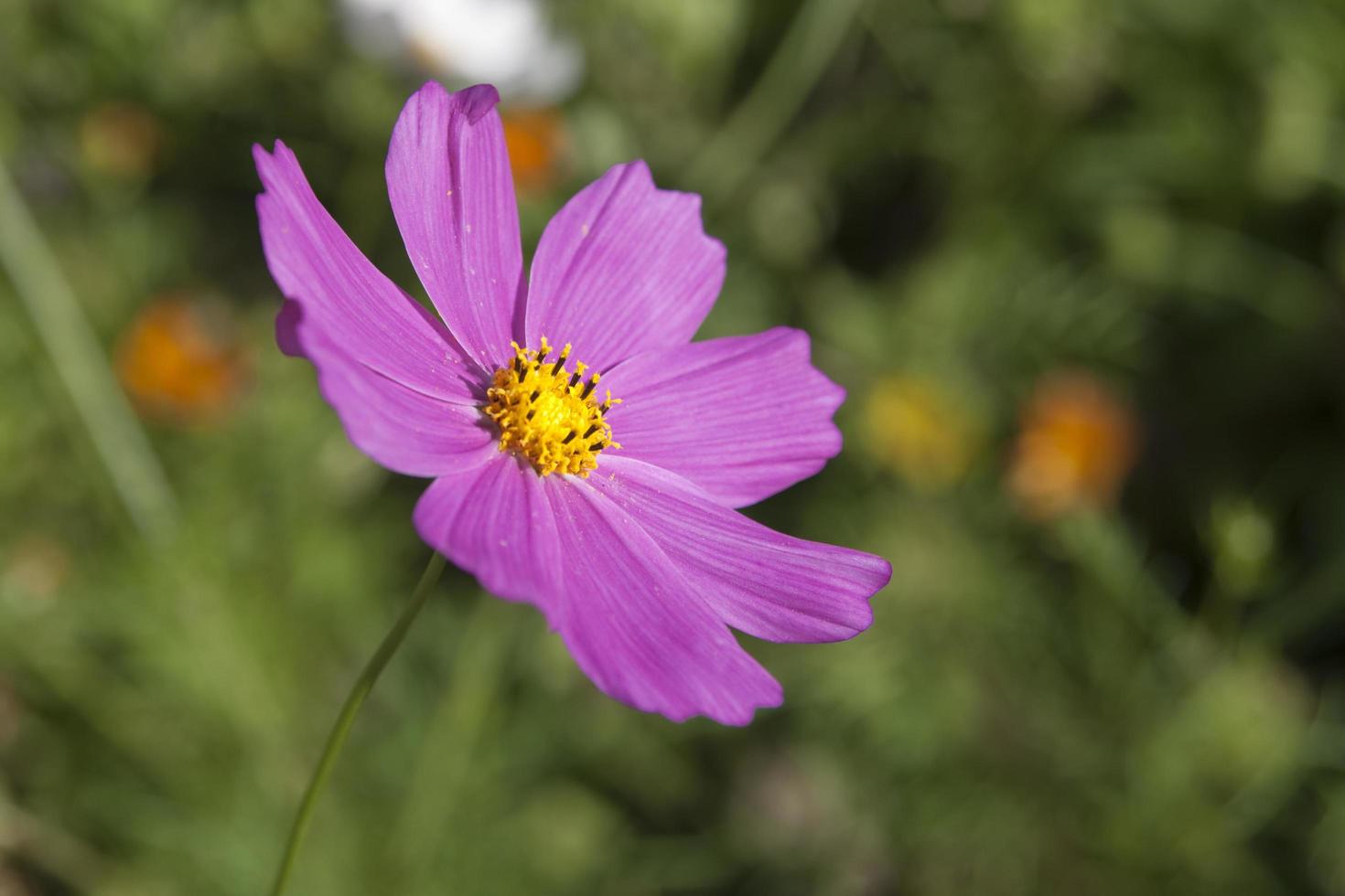 rosa tusensköna blomma som blommar i en trädgård. grön bakgrund, solig dag. foto