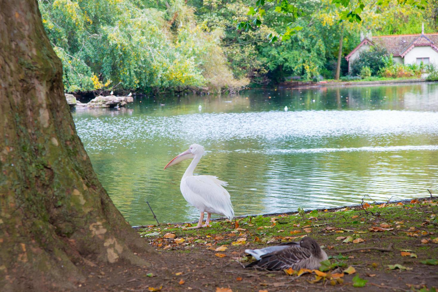 söt pelikan nära vattnet i en offentlig park i london. Storbritannien foto