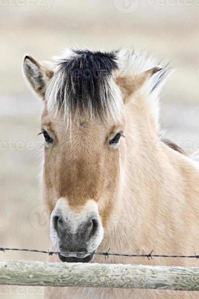 häststo närbild foto