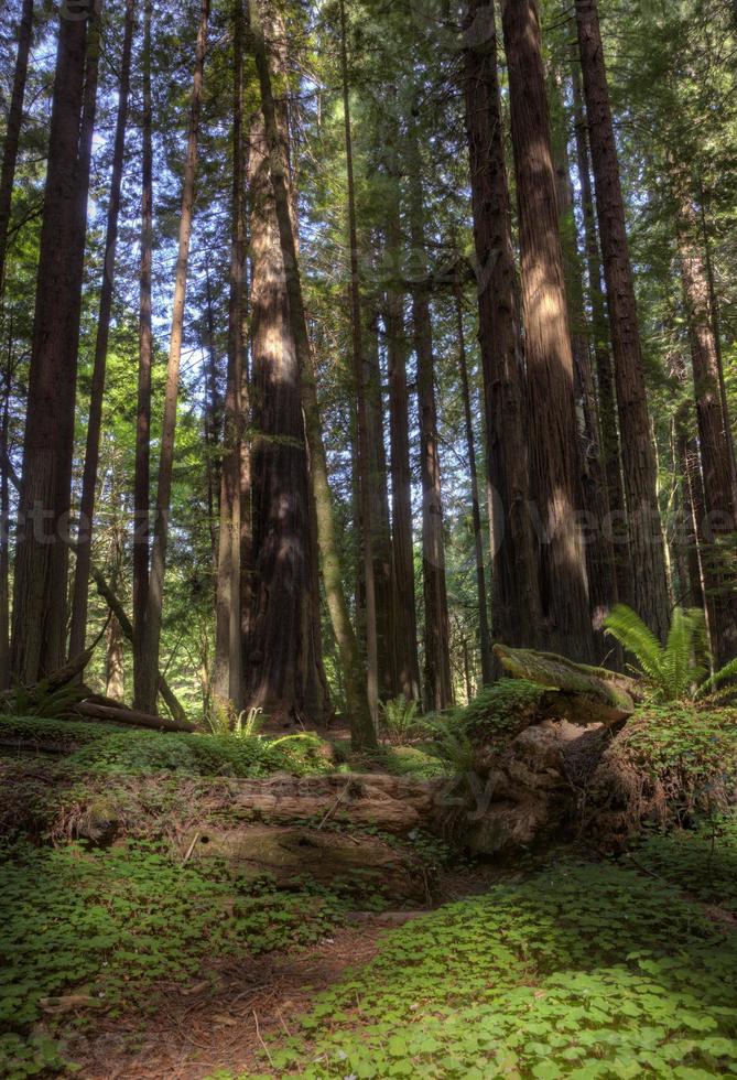 gigantiska redwoods Kalifornien foto