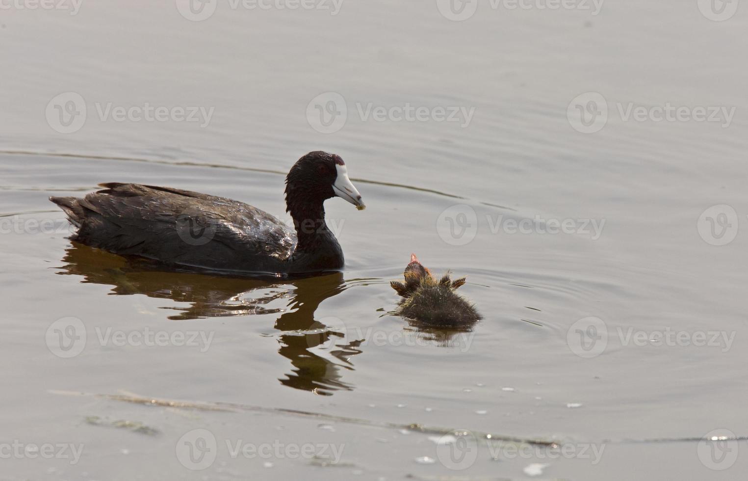 american coot waterhen foto