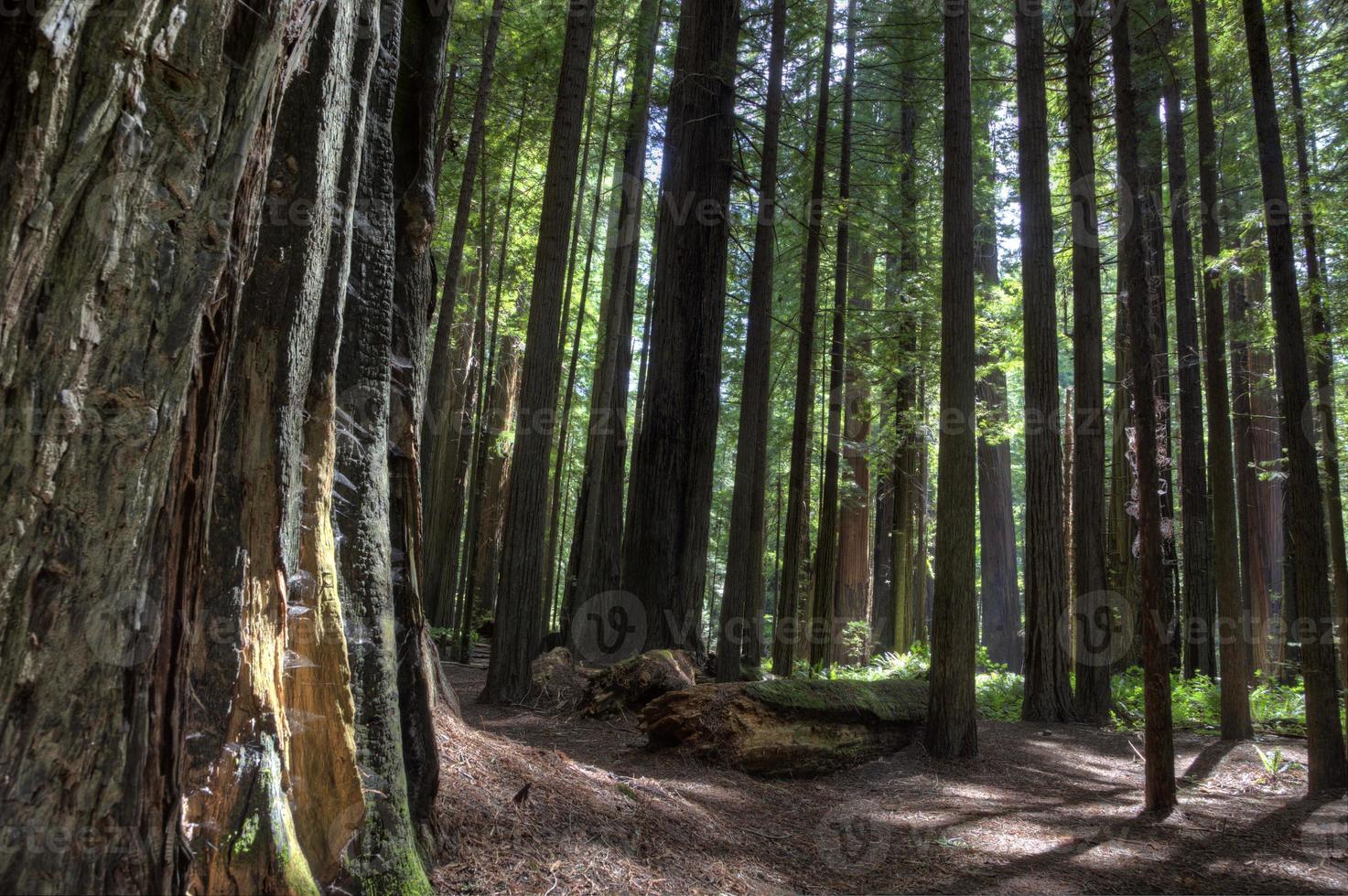 gigantiska redwoods Kalifornien foto