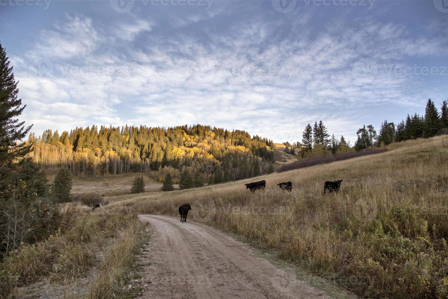 höstfärger cypress hills kanada foto