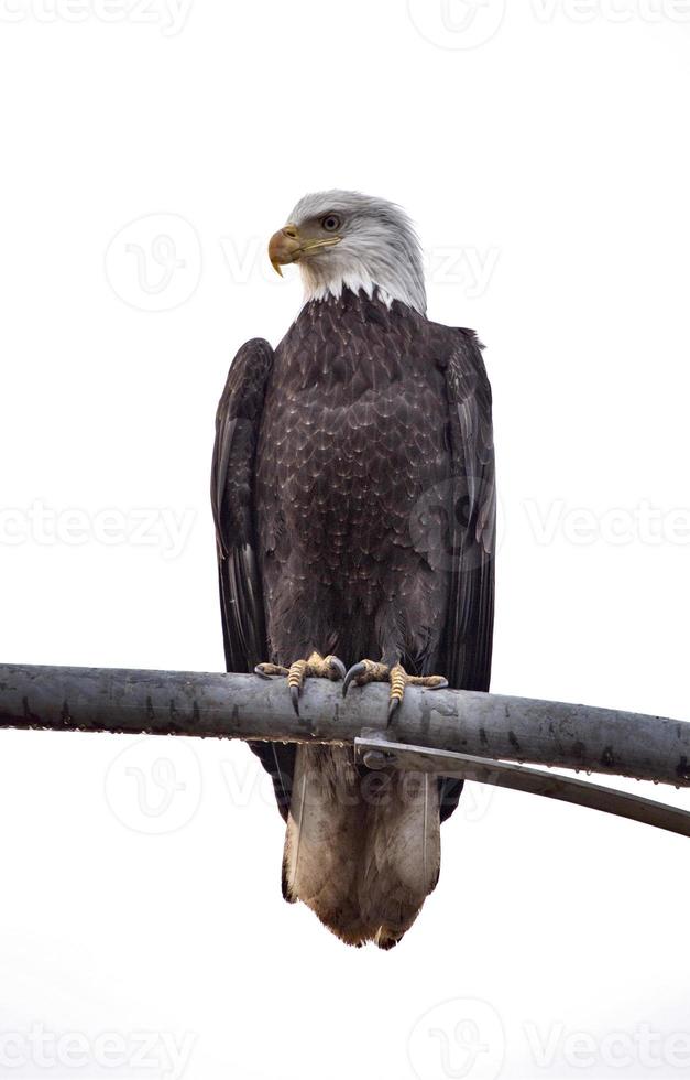 Bald Eagle brittisk columbia foto