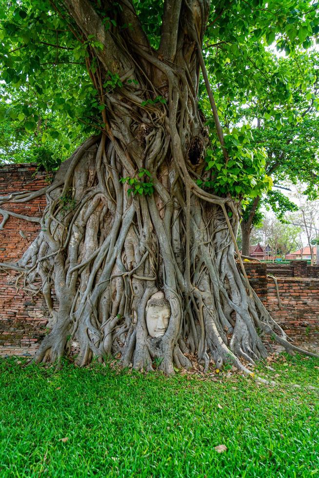 buddhahuvudstaty med fångade i bodhiträdrötter vid wat mahathat foto