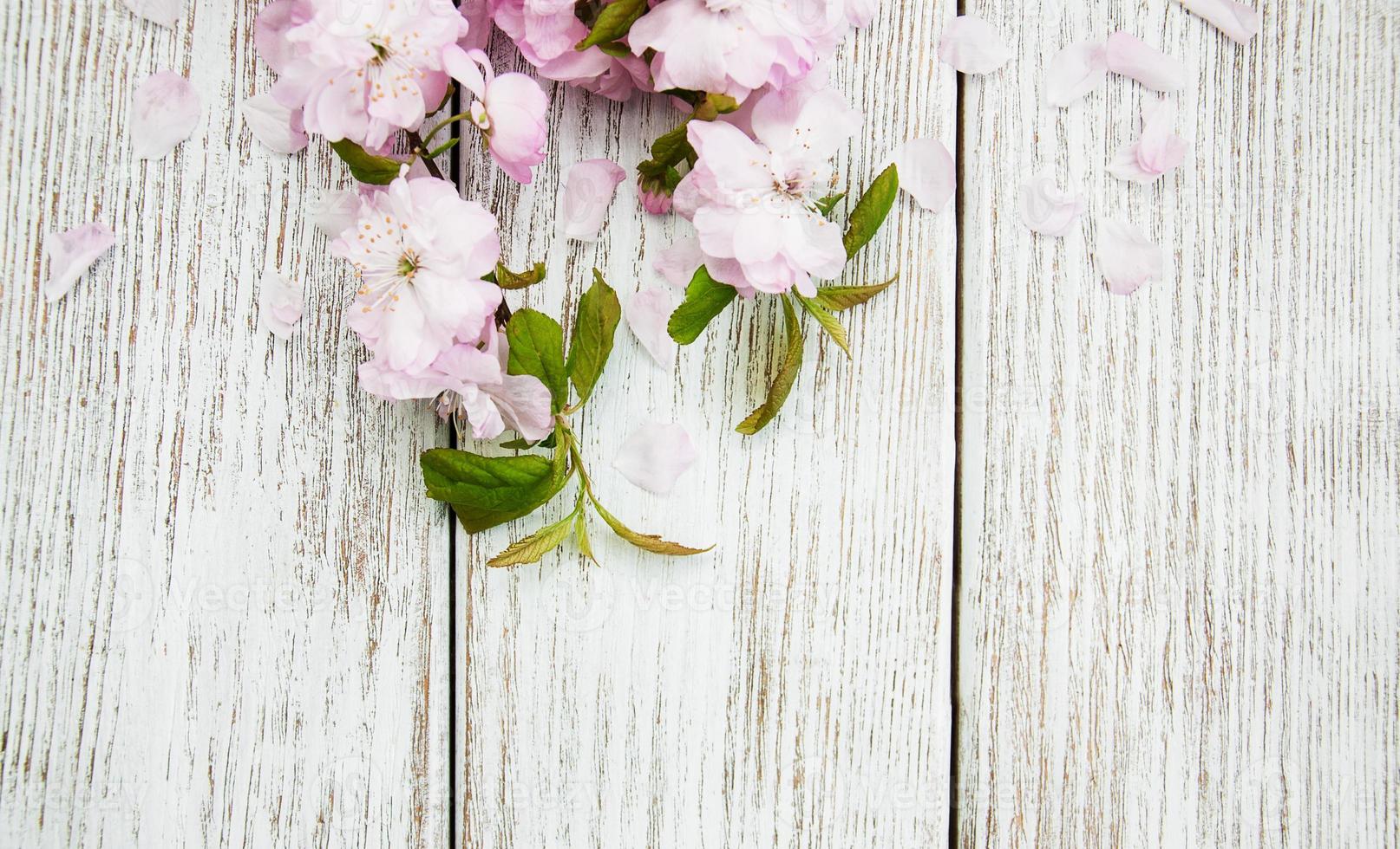 vårens sakura blommar foto