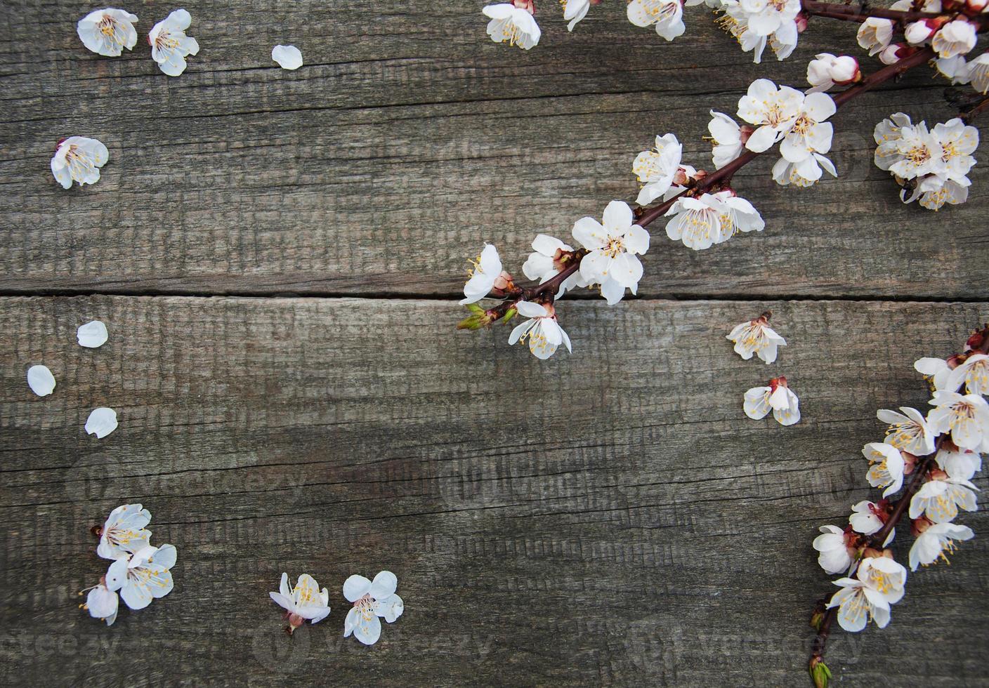 vårens aprikosblomma foto