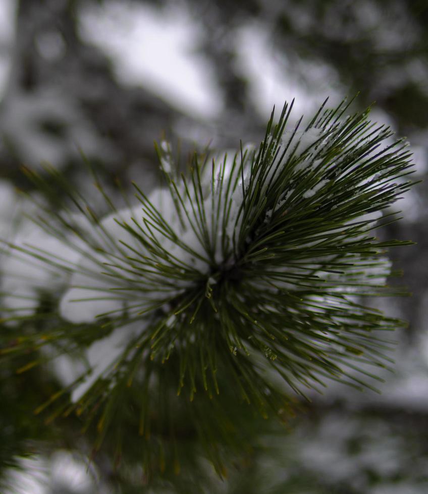 vinter skog, trädgrenar att gå under tyngden av snö. foto